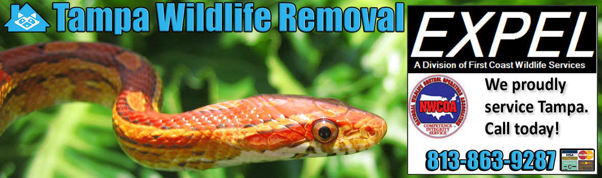 Tampa Wildlife and Animal Removal